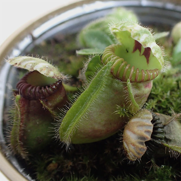 園芸ネット本店｜セファロタス3.5号ポット の通販【公式】