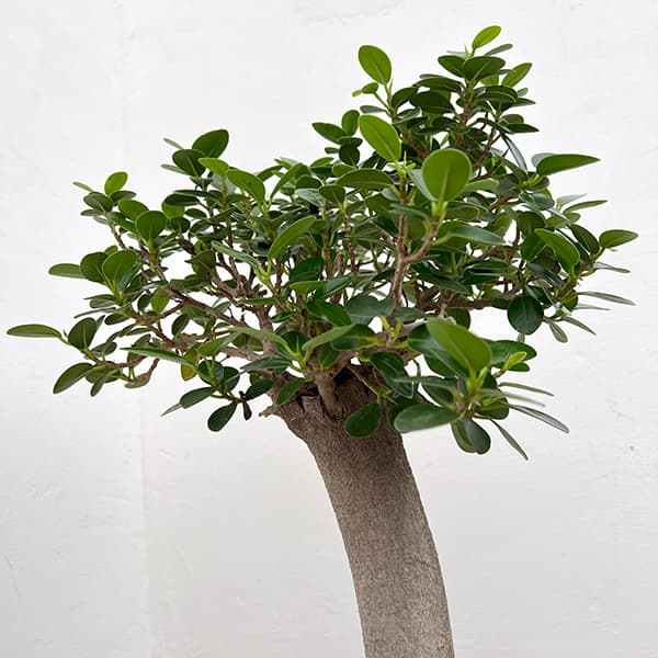 園芸ネット本店｜パンダガジュマル 8号鉢植え* の通販【公式】