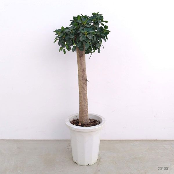 園芸ネット本店｜パンダガジュマル 8号鉢植え* の通販【公式】