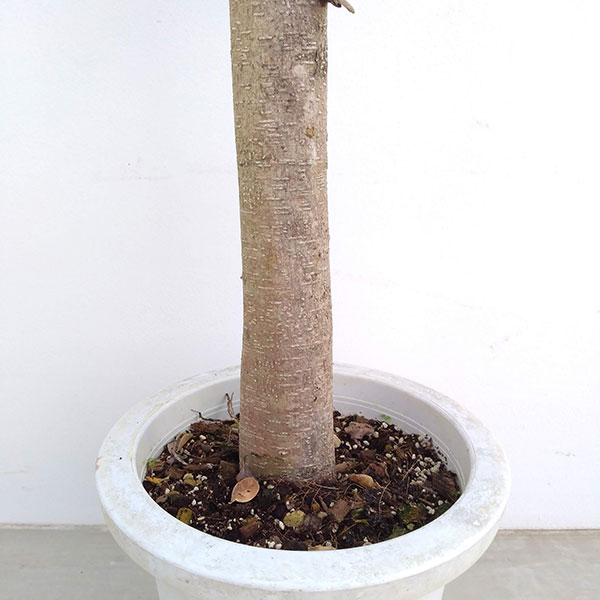 園芸ネット本店｜パンダガジュマル 8号鉢植え* の通販【公式】