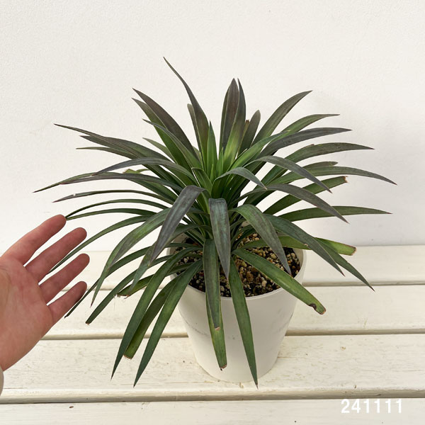 園芸ネット本店｜ユッカ：デスメティアーナ 5号鉢植え の通販【公式】