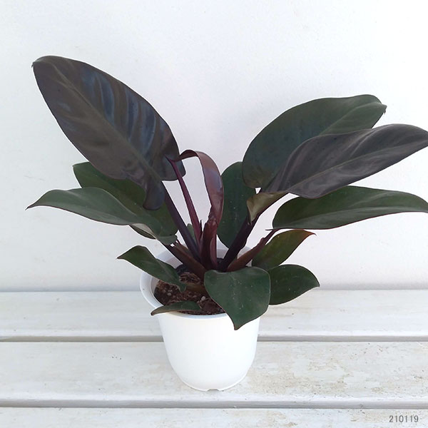 園芸ネット本店｜フィロデンドロン：ブラックカーディナル 4号鉢入り