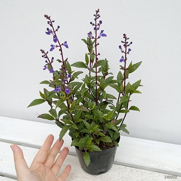 園芸ネット本店｜スクテラリア：ブルーファイヤー3.5号ポット の通販