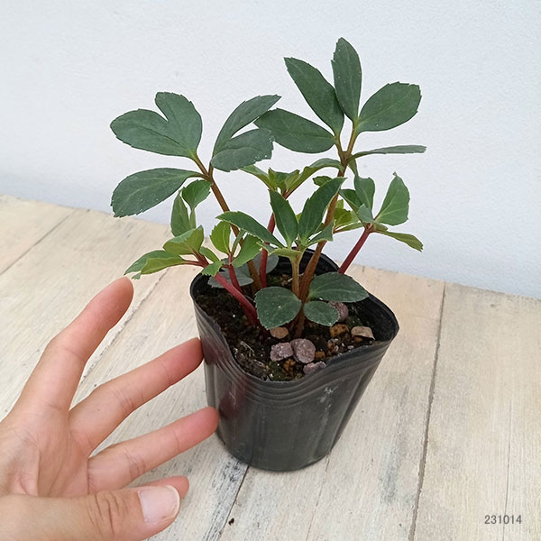 園芸ネット本店｜クリスマスローズ（原種系）：早咲きニゲル3号ポット