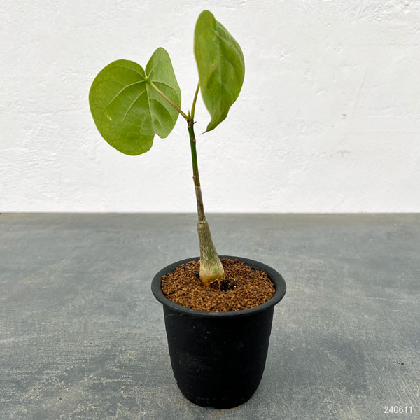 園芸ネット本店｜プセウドボンバックス：エリプチクム 3号鉢植え の