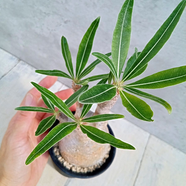 園芸ネット本店｜パキポディウム：グラキリス 2.5号No.4 の通販【公式】