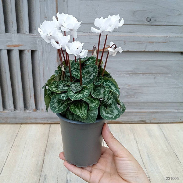 園芸ネット本店｜シクラメン：フェアリーピコ・ポーラー3号ロング