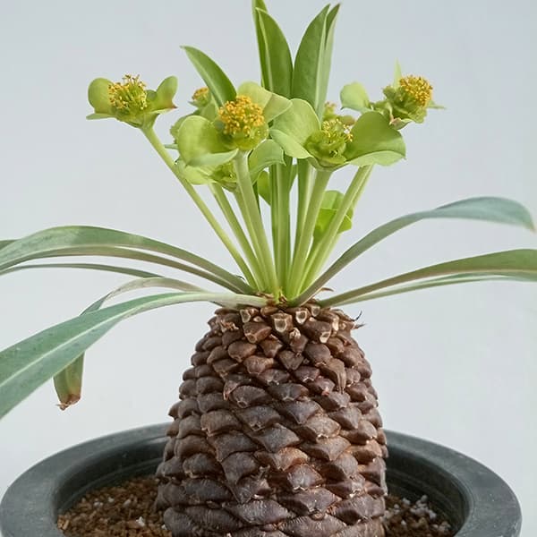 園芸ネット本店｜ユーフォルビア：鉄甲丸（てっこうまる）3.5号 の通販