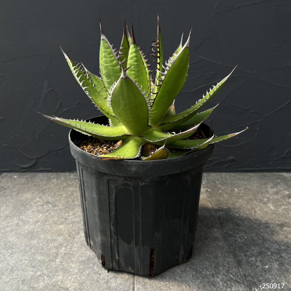 園芸ネット本店｜アガベ：ホリダ 7号鉢植え の通販【公式】