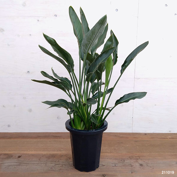 園芸ネット本店｜ストレリチア：レギネ（極楽鳥花） 8号鉢植え の通販