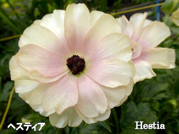 園芸ネット本店｜ラナンキュラス：ラックス3種セット／サティロス