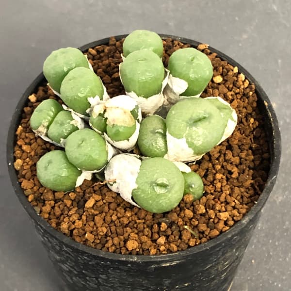 園芸ネット本店｜コノフィツム（原種系）：ミニスクルムLAV26016w 2号