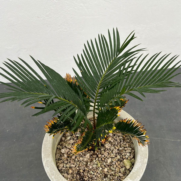 園芸ネット本店｜金環ソテツ 7号鉢植え の通販【公式】