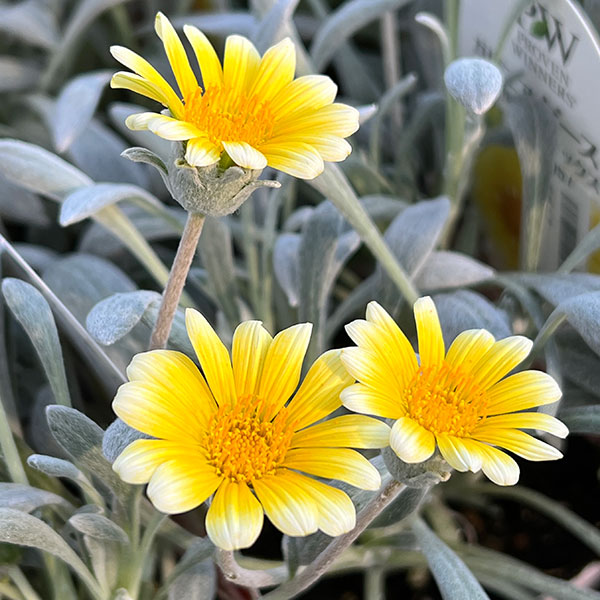 園芸ネット本店｜ガザニア：シルバーフォックス3-3.5号ポット 6株