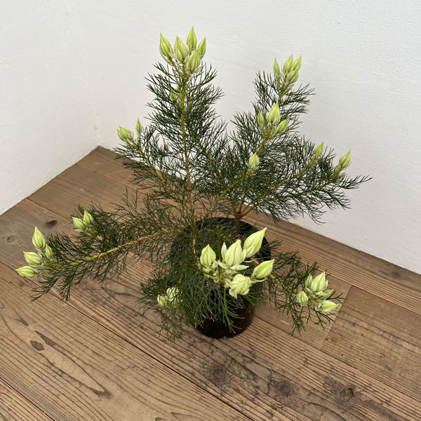 園芸ネット本店｜セルリア（ジョーイセルリア）：ブラッシングブライド