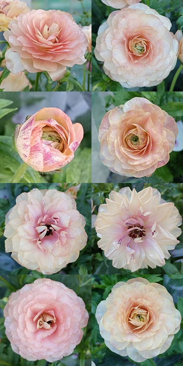 園芸ネット本店｜ラナンキュラス：ラックス3種セット／サティロス