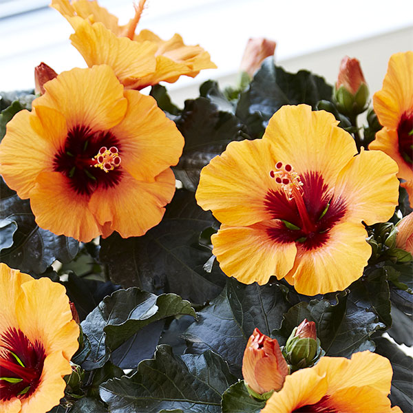 園芸ネット本店｜ハイビスカス・ニューロングライフ プチオレンジ5号