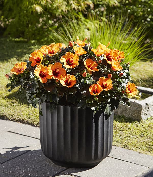 園芸ネット本店｜ハイビスカス・ニューロングライフ プチオレンジ5号