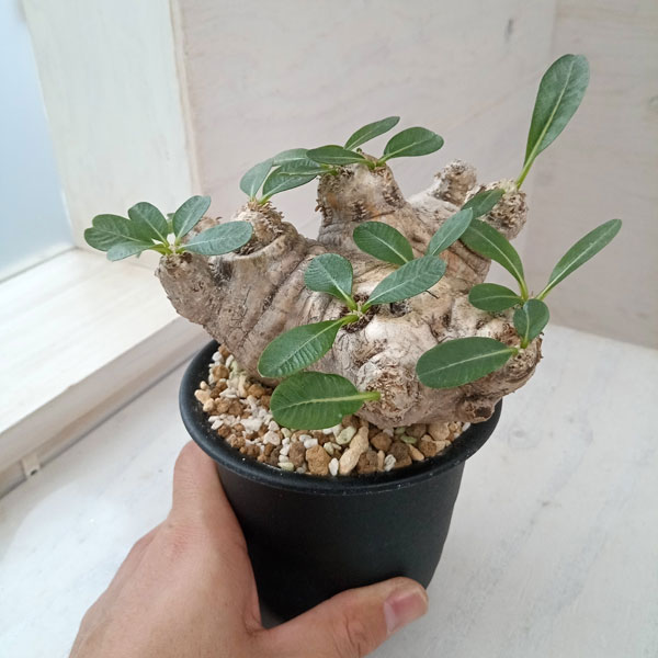 園芸ネット本店｜[送料無料]パキポディウム：ブレビカウレ 恵比寿笑い