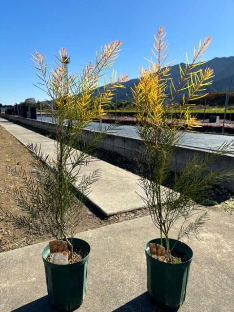 園芸ネット本店｜アカシア：フロリバンダフェニックスゴールド6号