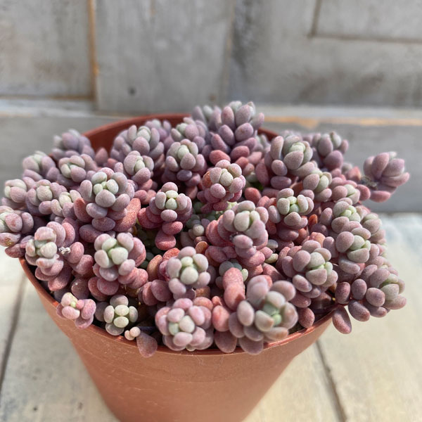 園芸ネット本店｜セダム パープルヘイズ 2.5号ポット の通販【公式】