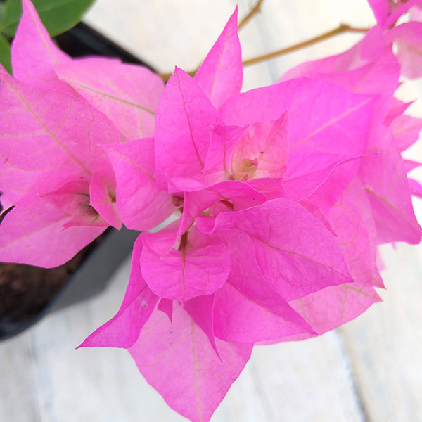 園芸ネット本店｜ブーゲンビリア八重咲き：ライトピンク系3号ポット の