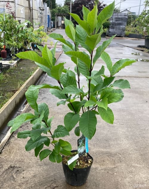 園芸ネット本店｜アメリカヒトツバタゴ（ナンジャモンジャの木） 5.5-6