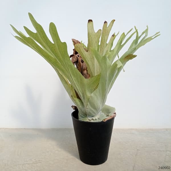 園芸ネット本店｜ビカクシダ（コウモリラン）：スパーバム 8号22-02 の