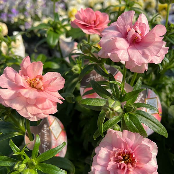 園芸ネット本店｜ラナンキュラス：ラックス アリアドネ4.5号ポット