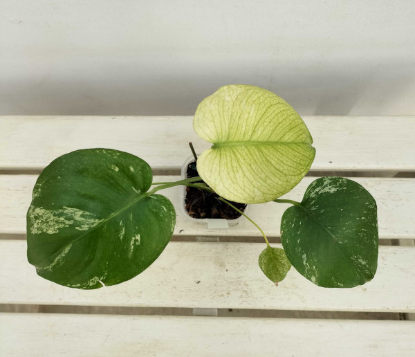 園芸ネット本店｜[ザ・ファームセレクト]モンステラ：ホワイト