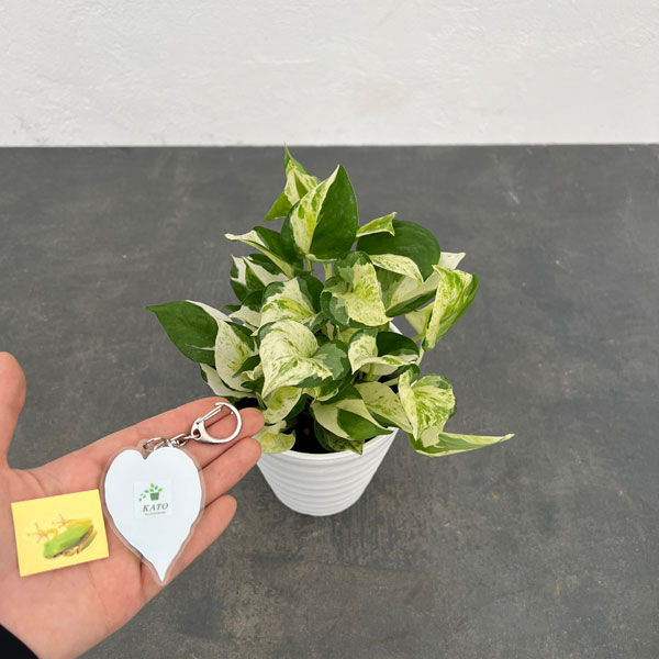 園芸ネット本店｜ポトス：グローバル 4号鉢入り 加藤農園オリジナル