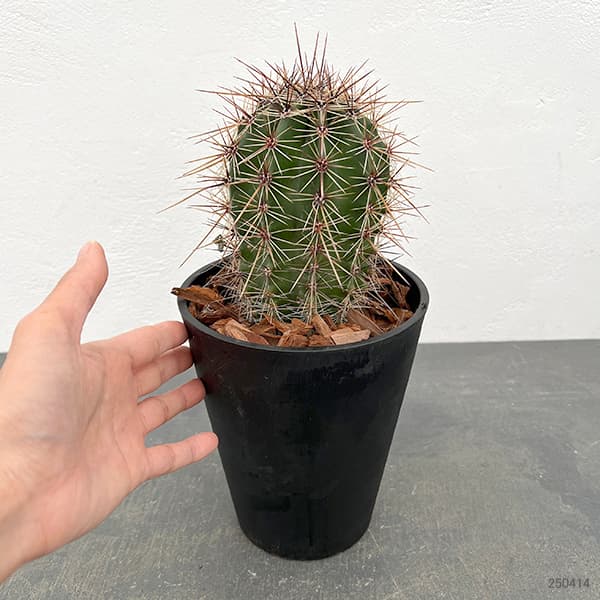 園芸ネット本店｜サボテン：弁慶柱 （べんけいちゅう） 5号鉢植え の