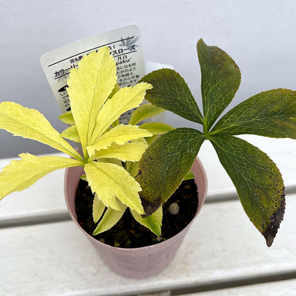 園芸ネット本店｜松村ナーセリーさんのクリスマスローズ：月白