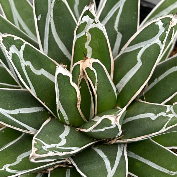 園芸ネット本店｜アガベ：姫笹の雪 5号鉢植え の通販【公式】