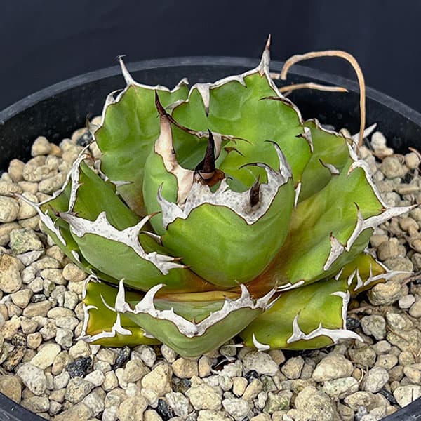 園芸ネット本店｜アガベ：チタノタ 姫巌竜 5号鉢植え24-01 の通販【公式】