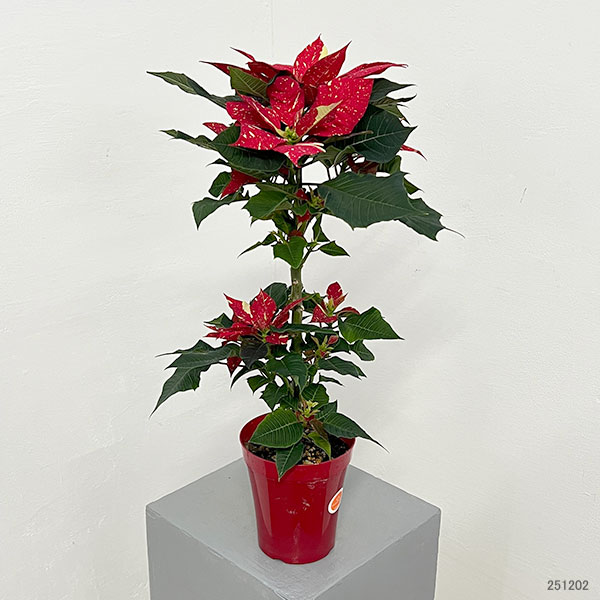 園芸ネット本店｜ポインセチア：プリメーロ ジングルベル・スタンド