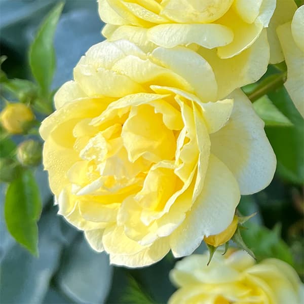 園芸ネット本店｜四季咲中輪バラ：プチ・ジョワ新苗4号鉢植え の通販