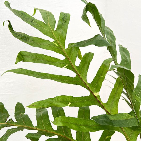 園芸ネット本店｜ドリナリア クエルシフォリア（斑入り） 5号吊り鉢