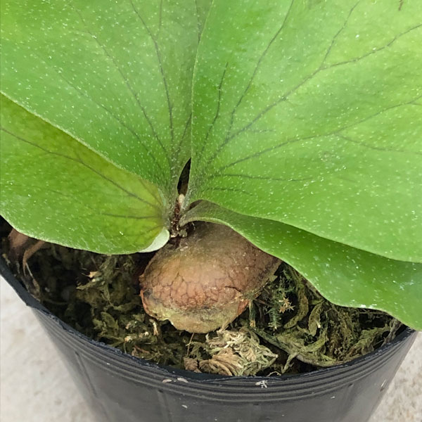 園芸ネット本店｜ビカクシダ（コウモリラン）：ヒリー タートック