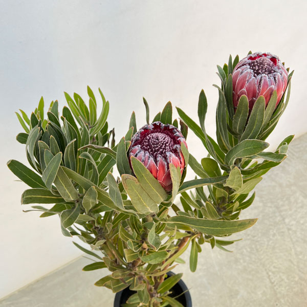 園芸ネット本店｜プロテア：オーストラリスルビー 8号鉢24-04 の通販