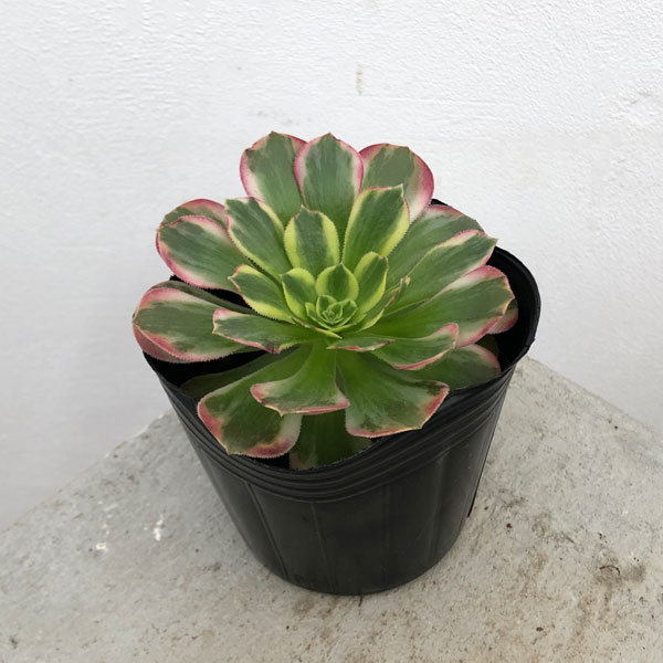 園芸ネット本店｜アエオニウム：アンナ錦 3号ポット の通販【公式】