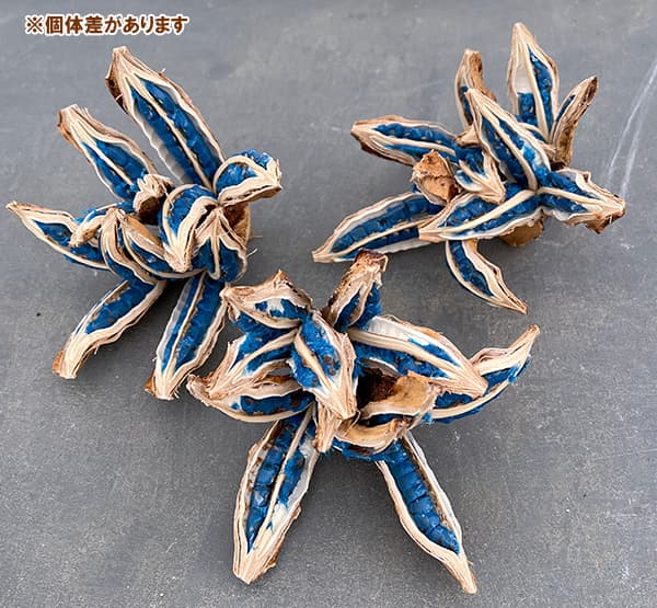 園芸ネット本店｜タビビトノキ：タビビトノ木のタネ の通販【公式】