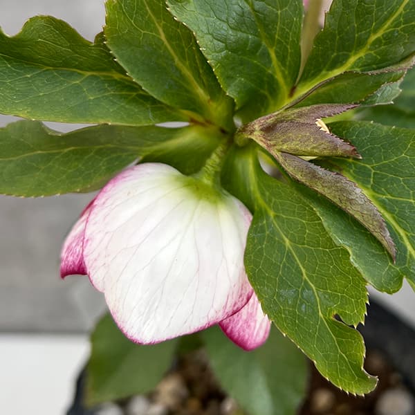 園芸ネット本店｜若泉ファームさんのクリスマスローズ：25-20ルージュ