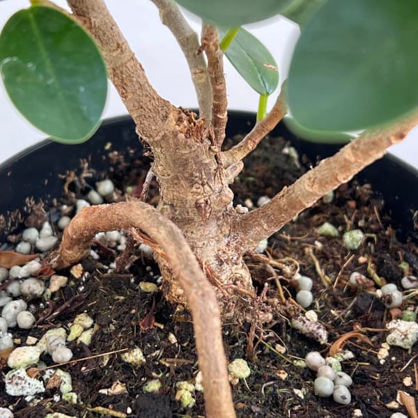 園芸ネット本店｜ガジュマル：パンダガジュマル 3.5号鉢植え（盆栽風