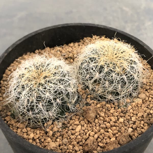 園芸ネット本店｜スルコレブチア：パトリシアエ（VZ461）3号鉢植え の