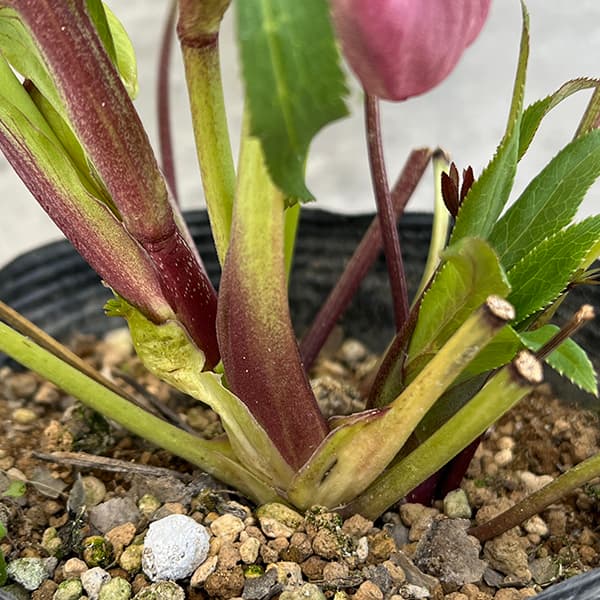 園芸ネット本店｜若泉ファームさんのクリスマスローズ：25-65ダブル