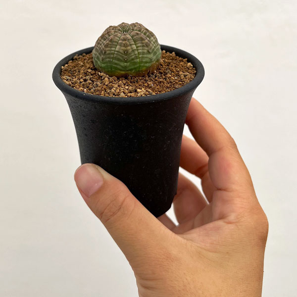 園芸ネット本店｜ユーフォルビア：オベサ 2.5号鉢植え の通販【公式】