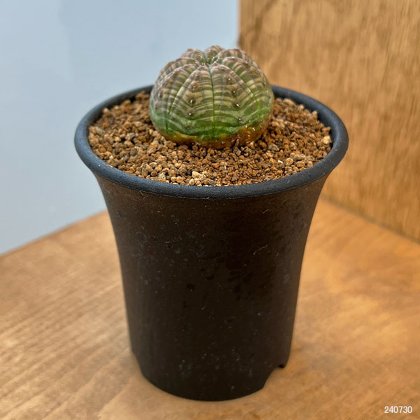 園芸ネット本店｜ユーフォルビア：オベサ 2.5号鉢植え の通販【公式】