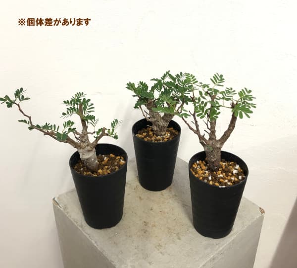 園芸ネット本店｜センナ：メリディオナリス（実生株） 3号鉢植え の