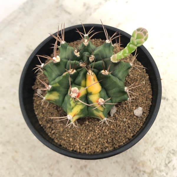 園芸ネット本店｜ギムノカリキウム：翠晃冠錦（スイコウカンニシキ